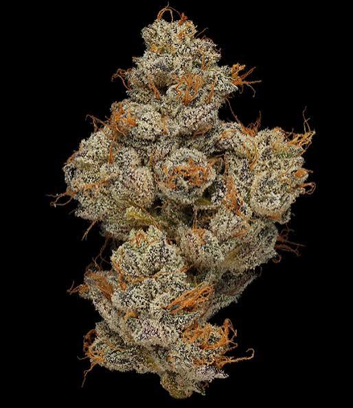 Exotic Flower